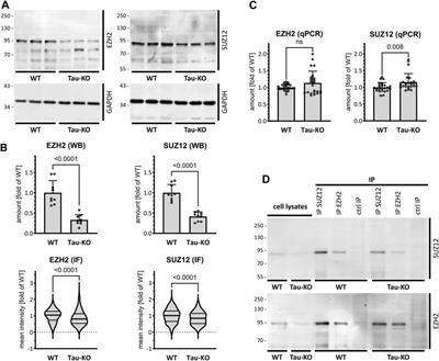Tau protein modulates an epigenetic mechanism of cellular senescence in human SH-SY5Y neuroblastoma cells